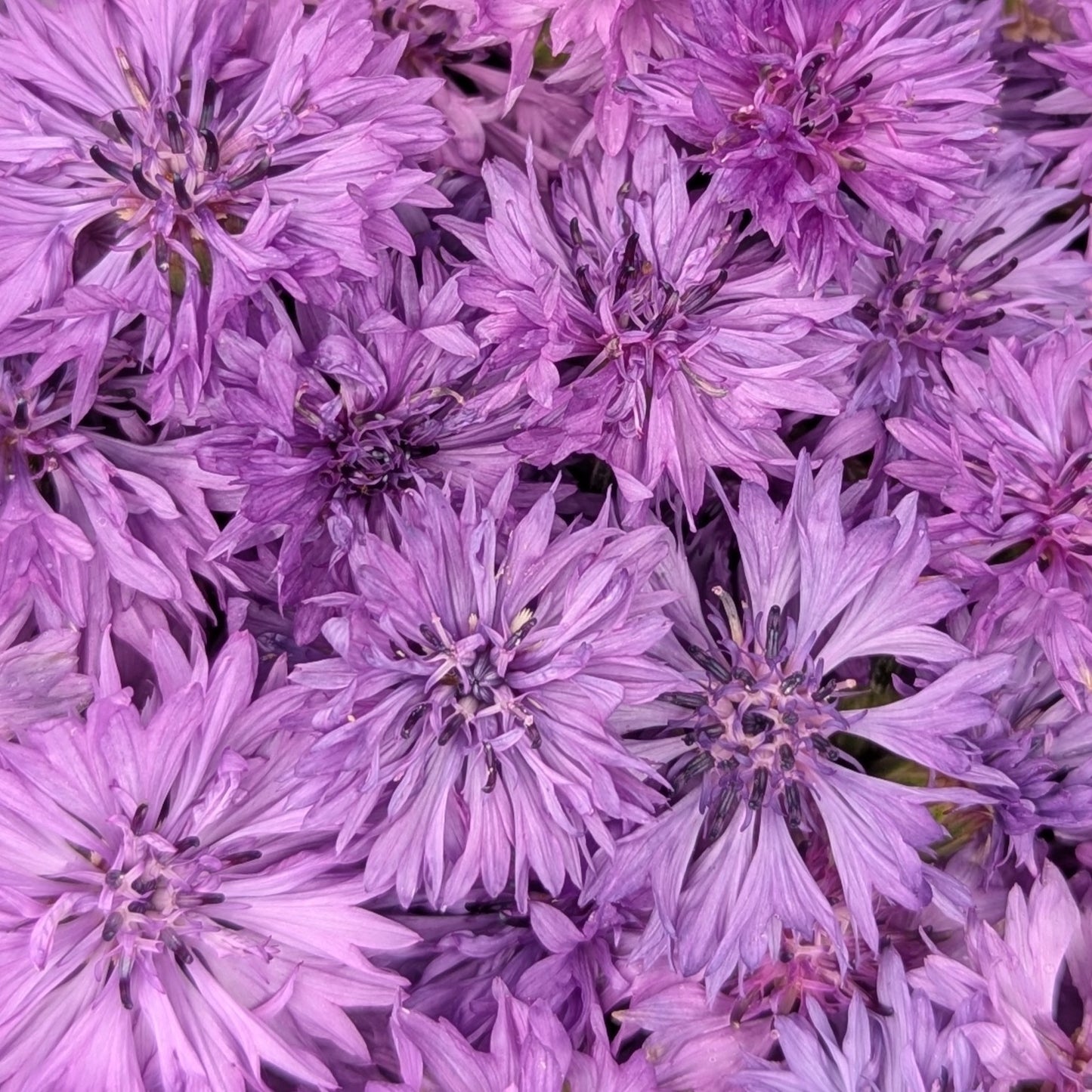Fresh Edible Flowers - Purple Bachelor Buttons