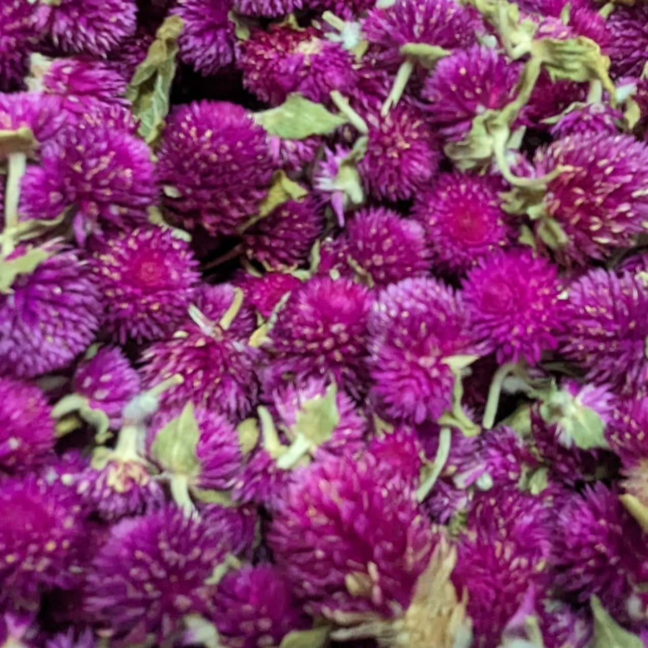 Dried Edible Flowers - Gomphrena, Purple