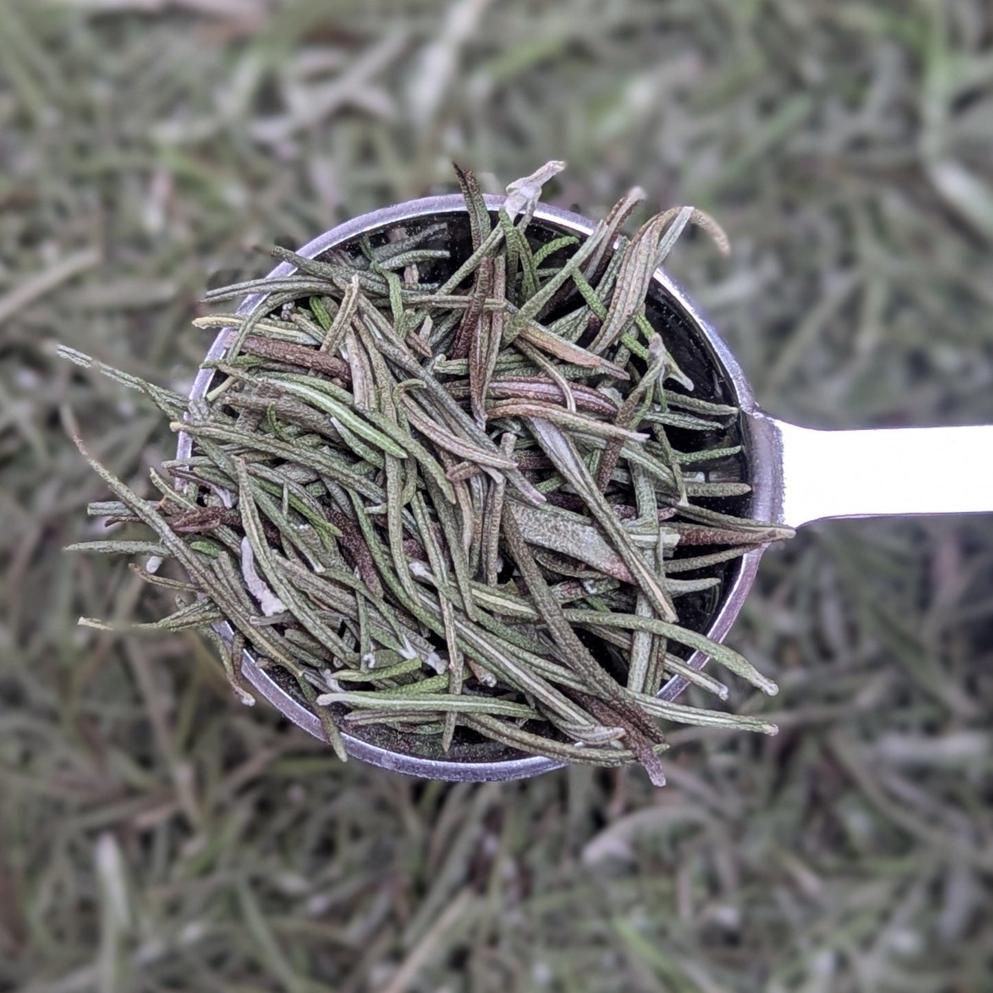 Rosemary Herbal Tea