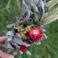 Decorative Sage with Rosemary Smudge