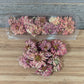 Edible Zinnias for Cake Decorating, Coral Blush