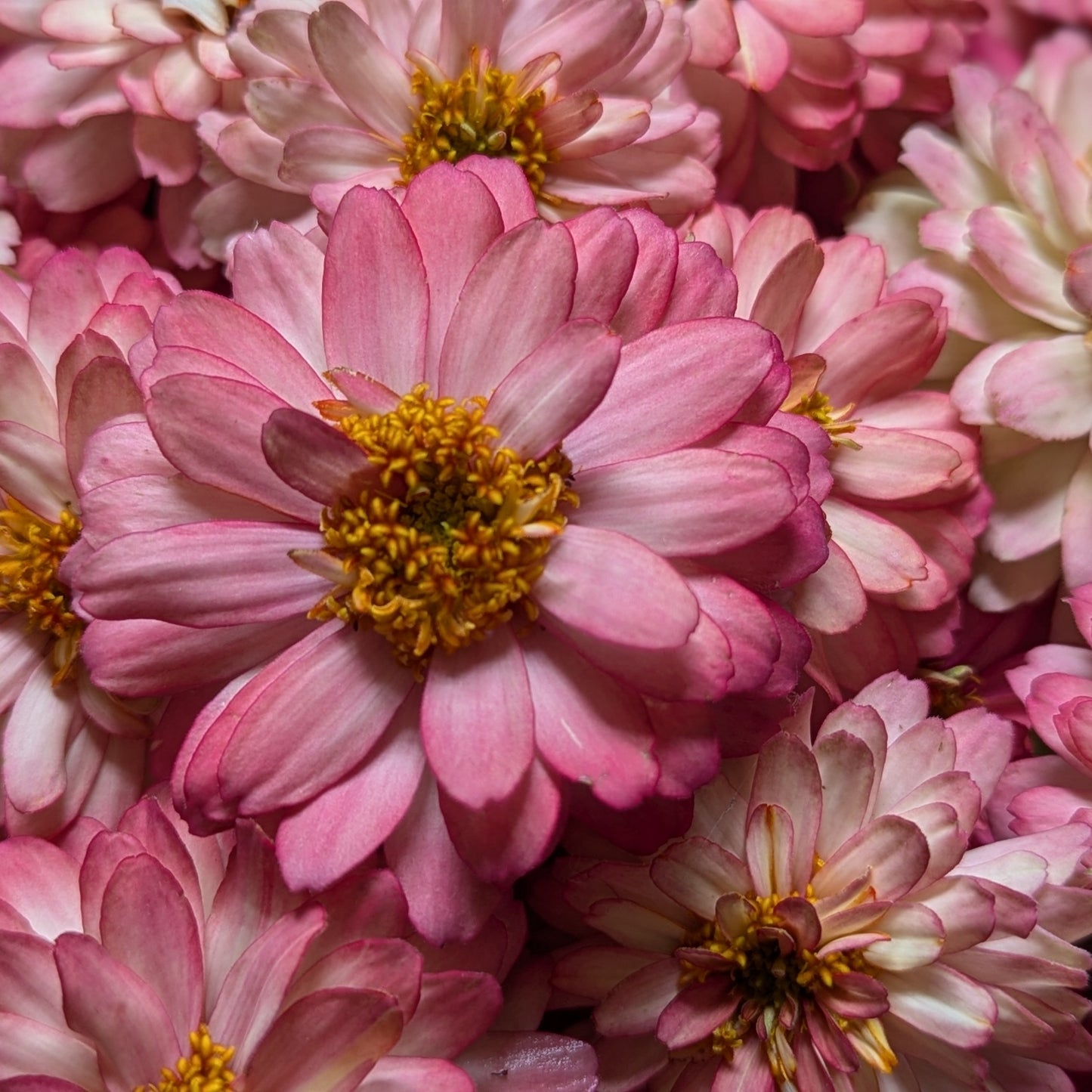 Fresh Edible Flowers - Zinnias, Salmon