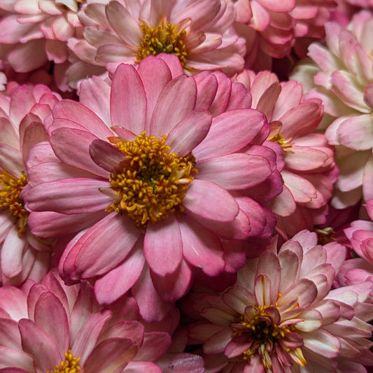 Fresh Edible Flowers - Zinnias, Salmon