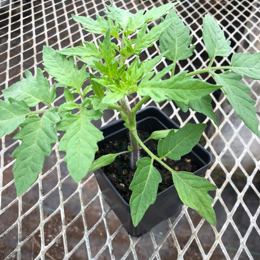 CVO Potted Plants - Heirloom Tomato - Cherokee Purple - Cherry Valley Organics
