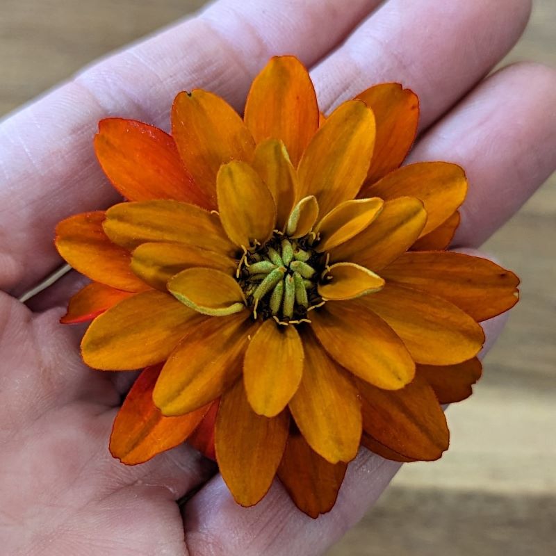 Fresh Edible Flowers Zinnias, Burnt Orange Cherry Valley Organics