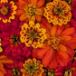 Fresh Edible Flowers - Fall Zinnia Mix