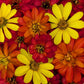 Fresh Edible Flowers - Fall Foliage Zinnia Mix