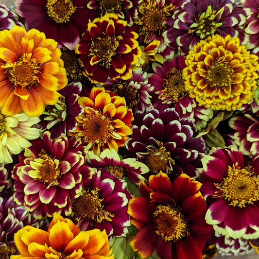 CVO Potted Cutting Garden Flowers - Zinnia, Persian Carpet