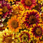 Fresh Edible Flowers - Zinnias, Persian Carpet Mix