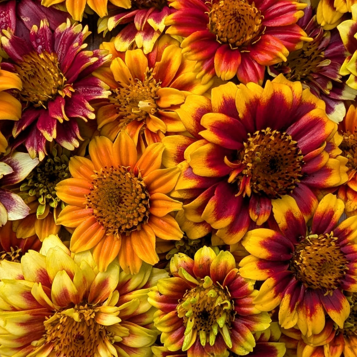 Fresh Edible Flowers - Zinnias, Persian Carpet Mix