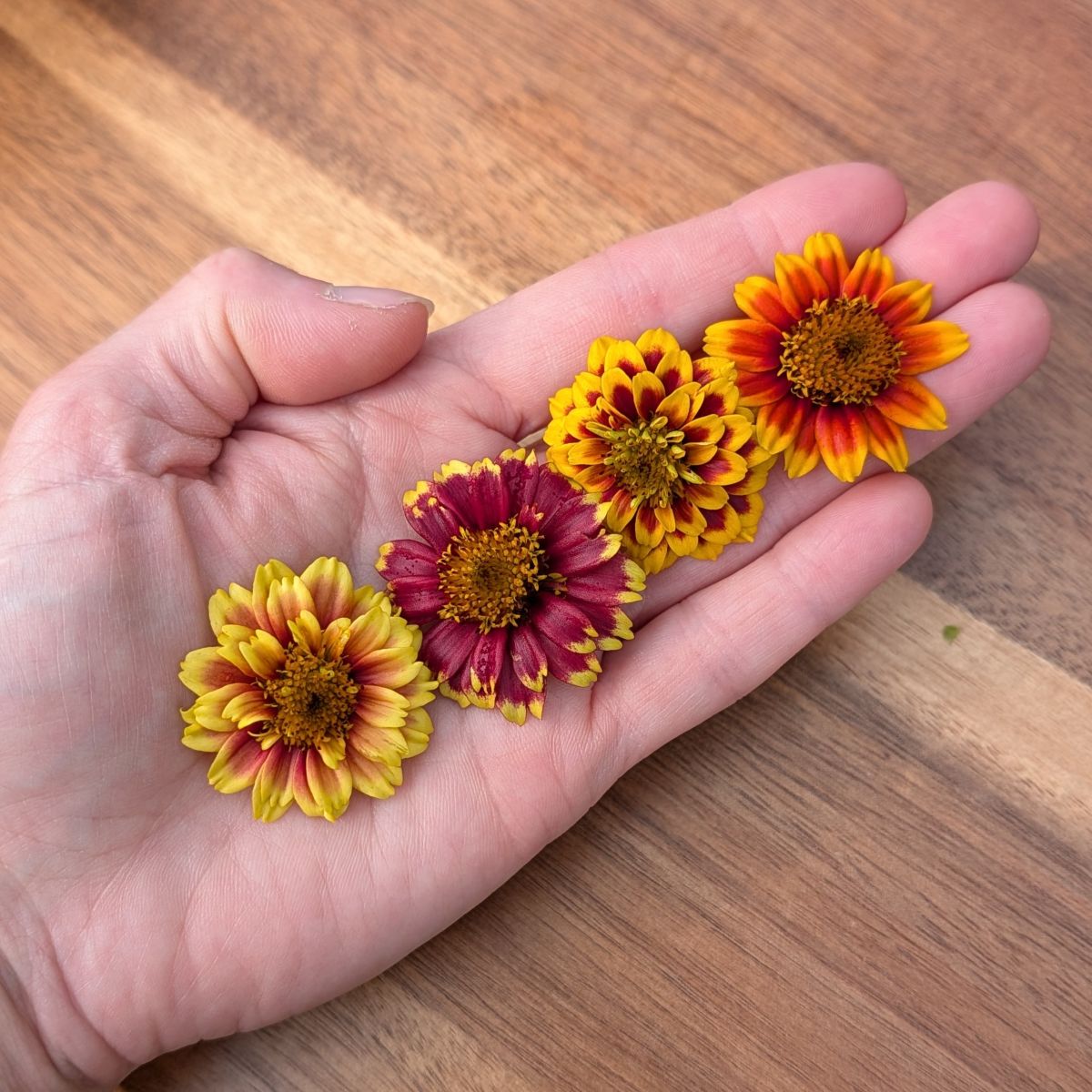 Fresh Edible Flowers - Zinnias, Persian Carpet Mix