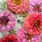 Fresh Edible Flowers - Zinnias, Mixed Pink, Salmon, & White