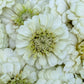 Fresh Edible Flowers - Zinnias, White