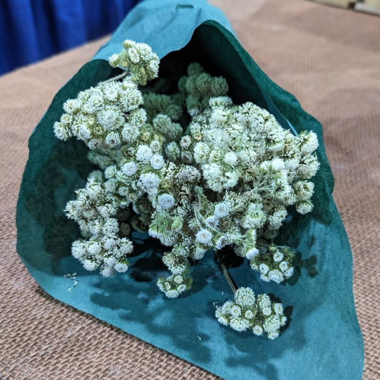 Dried Ageratum, White