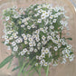 Fresh Edible Flowers - Sweet Alyssum