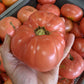 CVO Potted Plants - Heirloom Tomato - Pink Brandywine