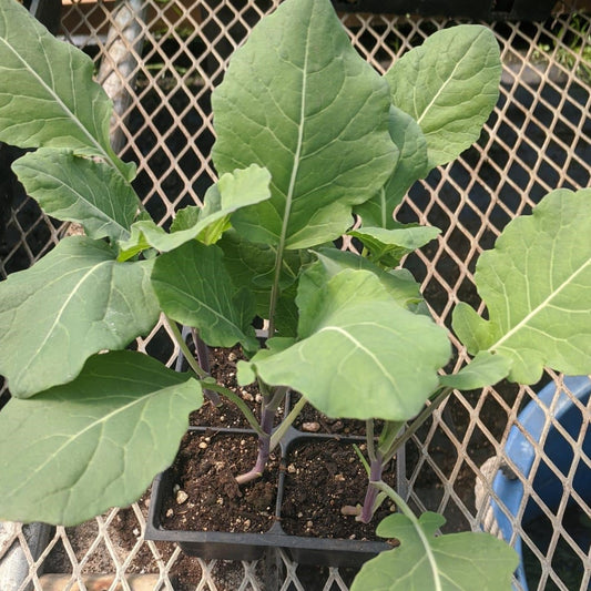CVO Potted Plants - Broccolini - Burgundy
