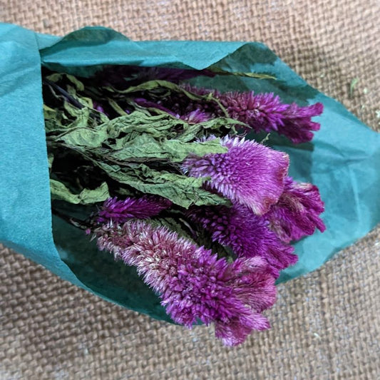 Dried Crested Celosia, Burgundy