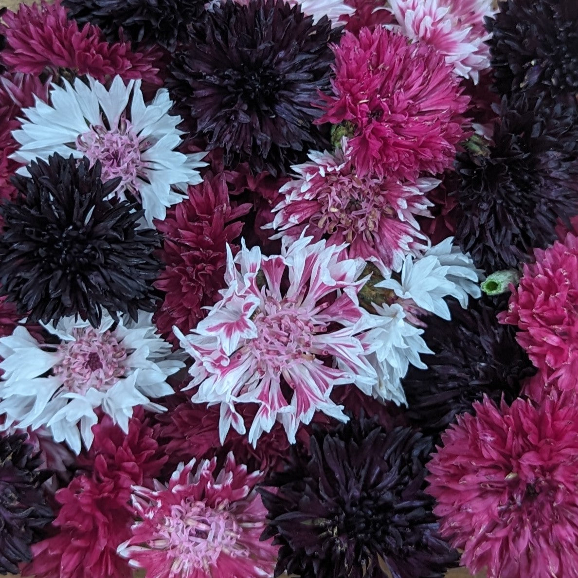 Fresh Edible Flowers - Bachelor Buttons, Pink & Black Mix