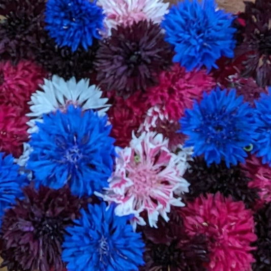 Fresh Edible Flowers - Bachelor Buttons, Everything Mix