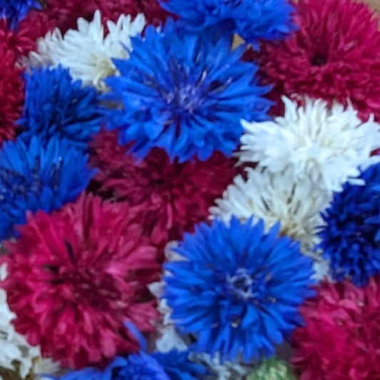 Fresh Edible Flowers - Bachelor Buttons, Patriotic Mix