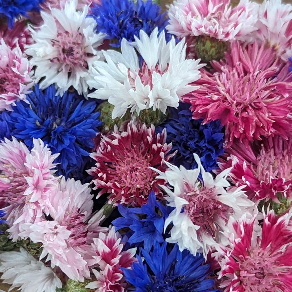 Fresh Edible Flowers - Bachelor Buttons, Pinks & Blues Mix