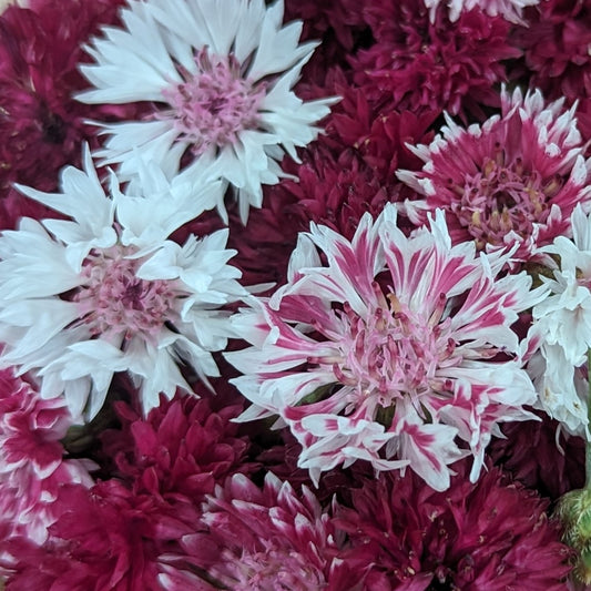 Fresh Edible Flowers - Bachelor Buttons, Pink & Red Mix