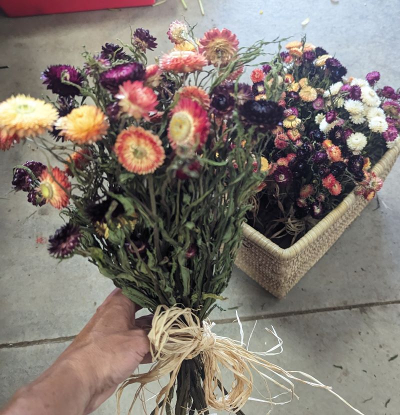 Dried Strawflower Mixed Bouquet with Raffia