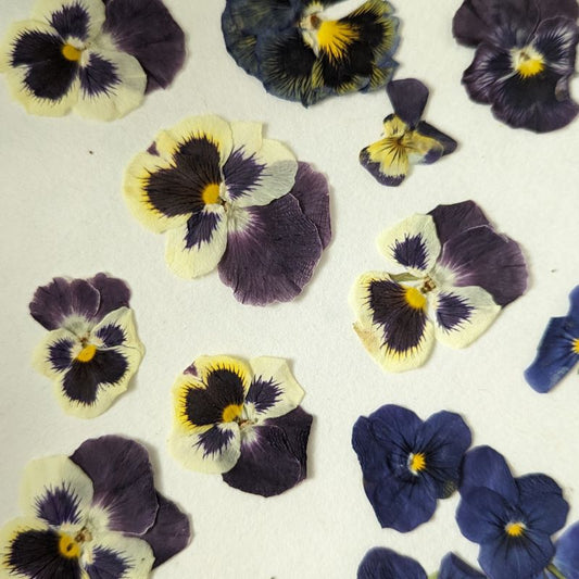 Dried Edible Flowers - Pressed Violas