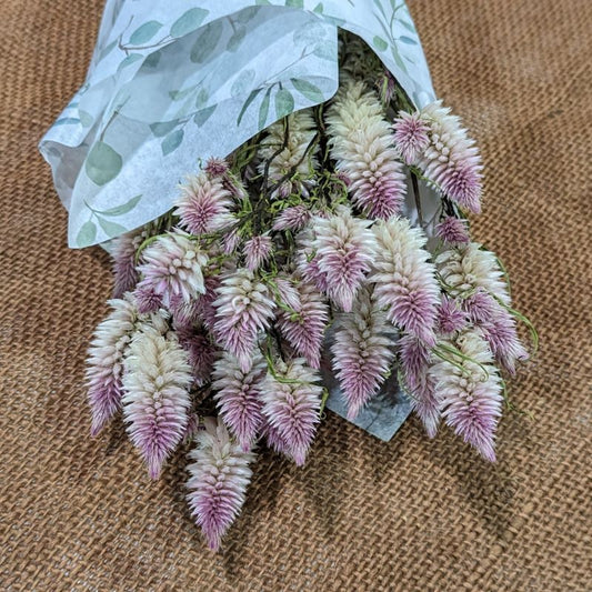 Dried Wheat Celosia, Flamingo Feather