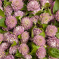 Fresh Edible Flowers - Gomphrena, Lavender