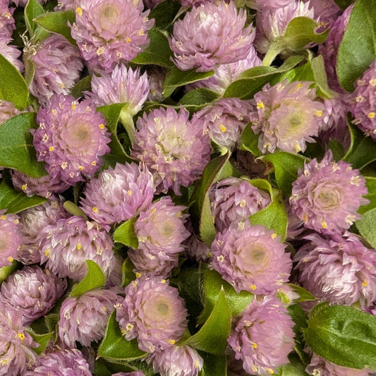 Fresh Edible Flowers - Gomphrena, Lavender