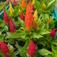 CVO Potted Bedding Plants - Celosia, Kimono Mix