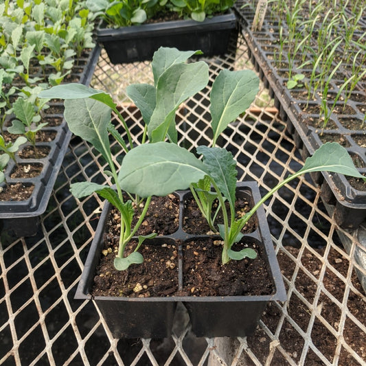 CVO Potted Plants - Kale, Dinosaur/Lacinato - Cherry Valley Organics