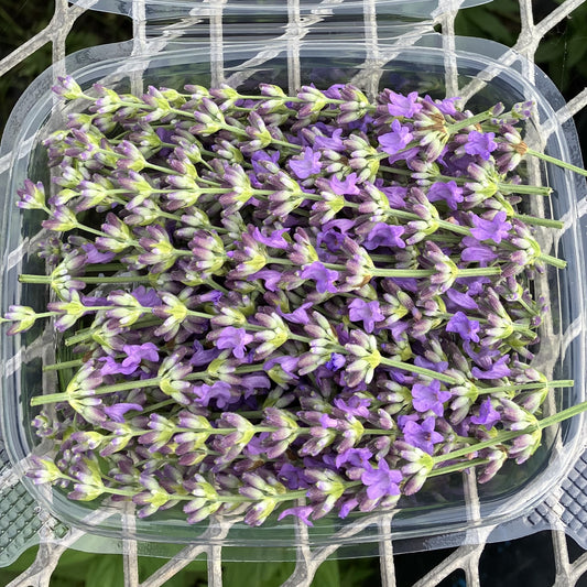 Fresh Edible Flowers - Lavender, English