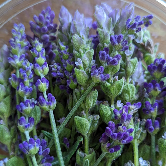 Fresh Edible Flowers - Lavender, English & French