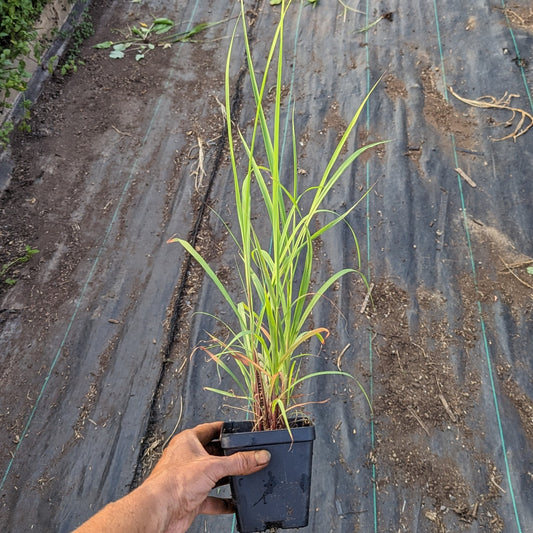 CVO Potted Plants - Lemongrass, East-Indian