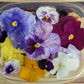 Fresh Edible Flowers - Violas, Mixed