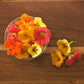 Fresh Edible Flowers - Nasturtiums