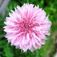 Fresh Edible Flowers - Pink Bachelor Buttons