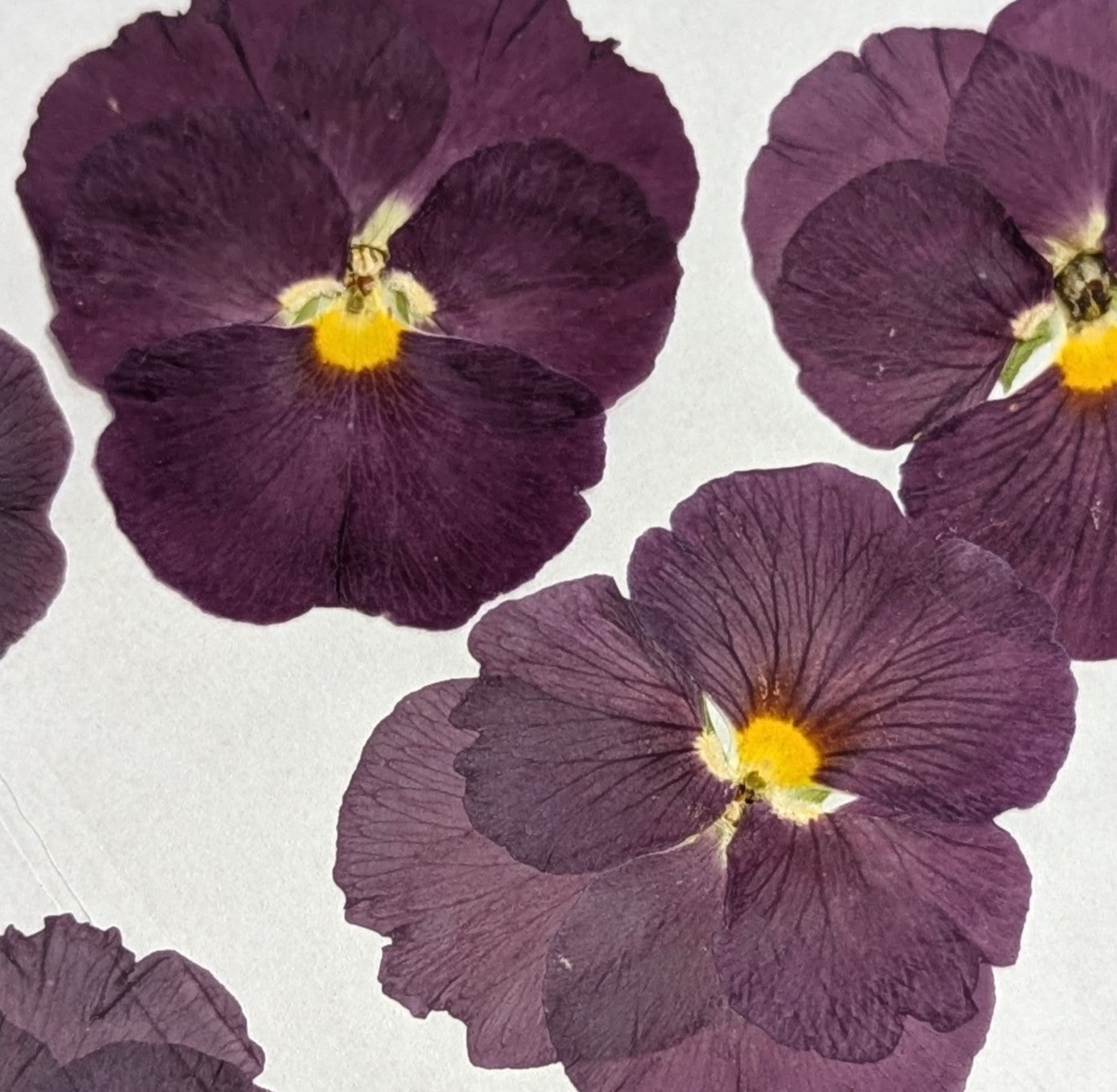 Pressed Edible Flowers - Pansy Petals