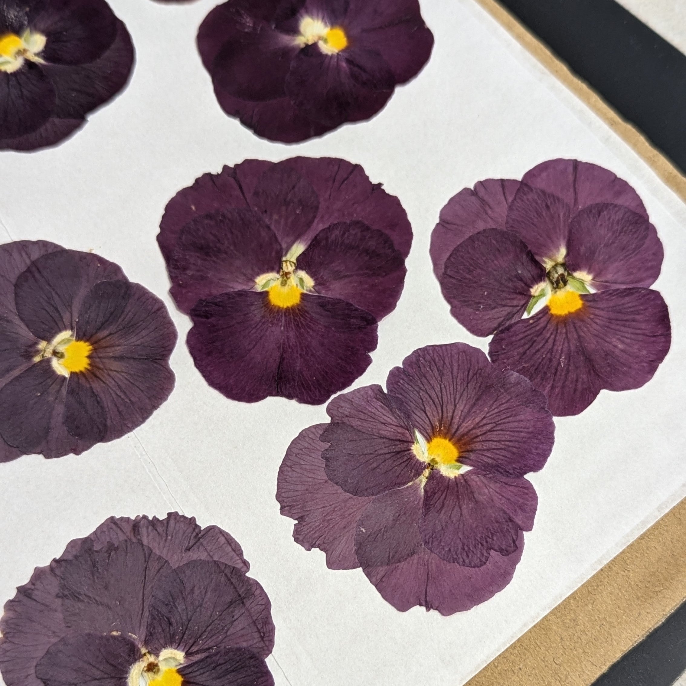 Pressed Edible Flowers Pansies Deep Purple Cherry Valley Organics