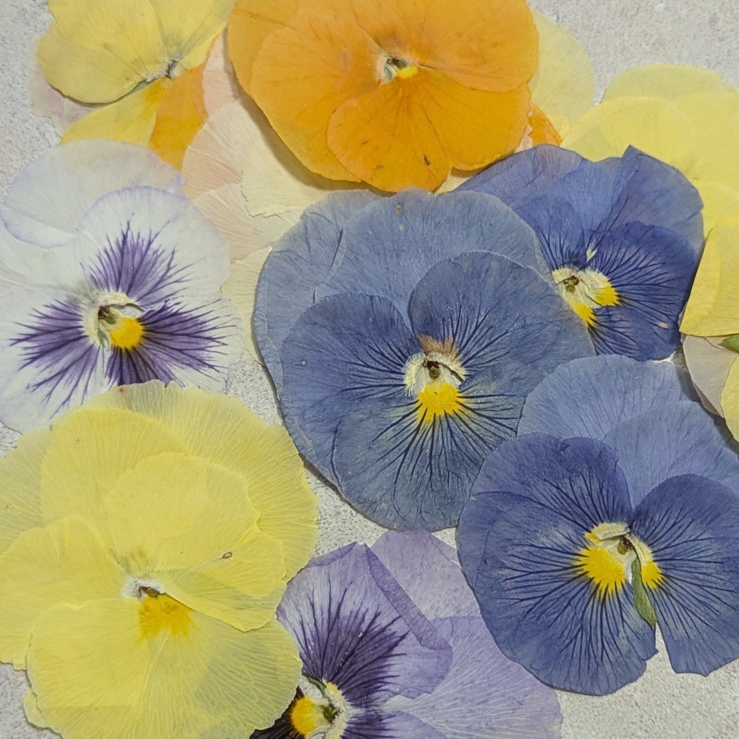 Pressed Edible Flowers - Pansies (Watercolors Mix)