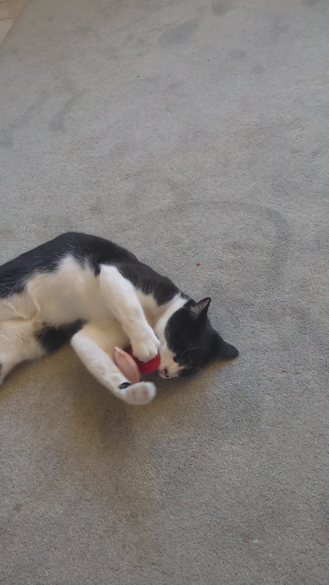 Red Heart Catnip Toy – Cherry Valley Organics