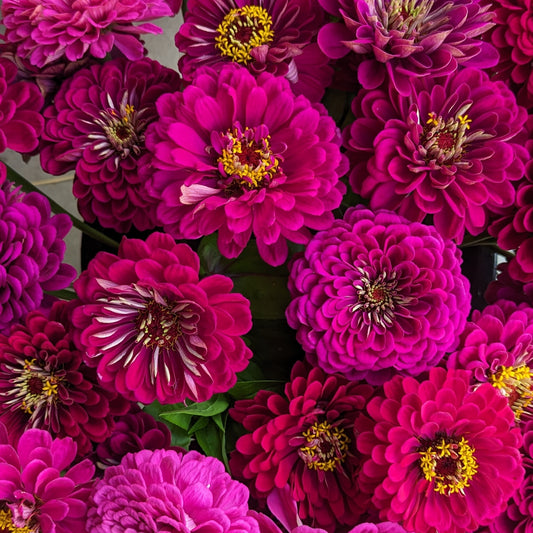 CVO Potted Cutting Garden Flowers - Zinnias, Benary's Giant Mix