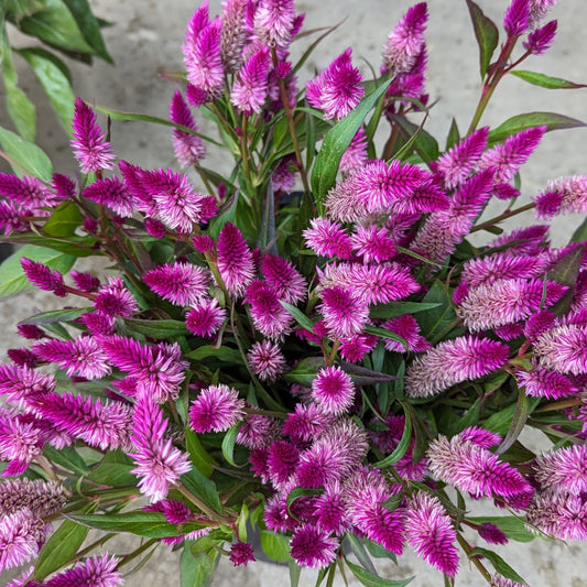 CVO Potted Cutting Garden Flowers - Celosia, Ruby Parfait
