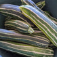 CVO Potted Plants - Zucchini - Safari