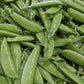 CVO Potted Plants - Peas - Sugar Snap
