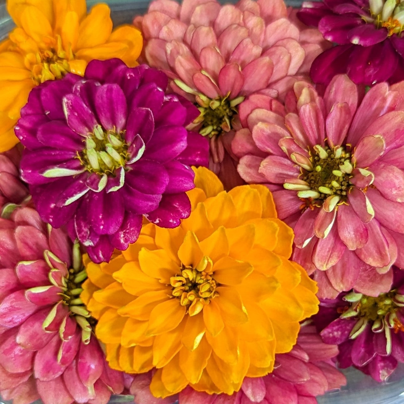Edible Fresh Flowers | Cherry Valley Organics