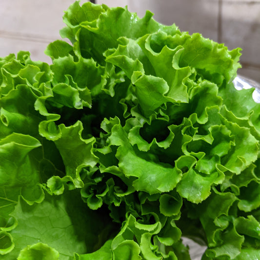 CVO Potted Plants - Lettuce - Green Leaf